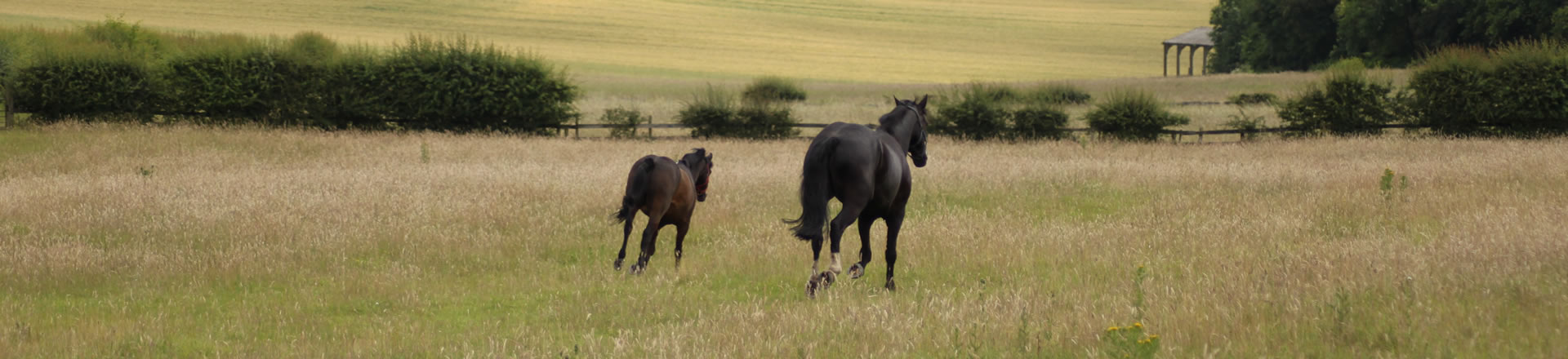 riding school facilities